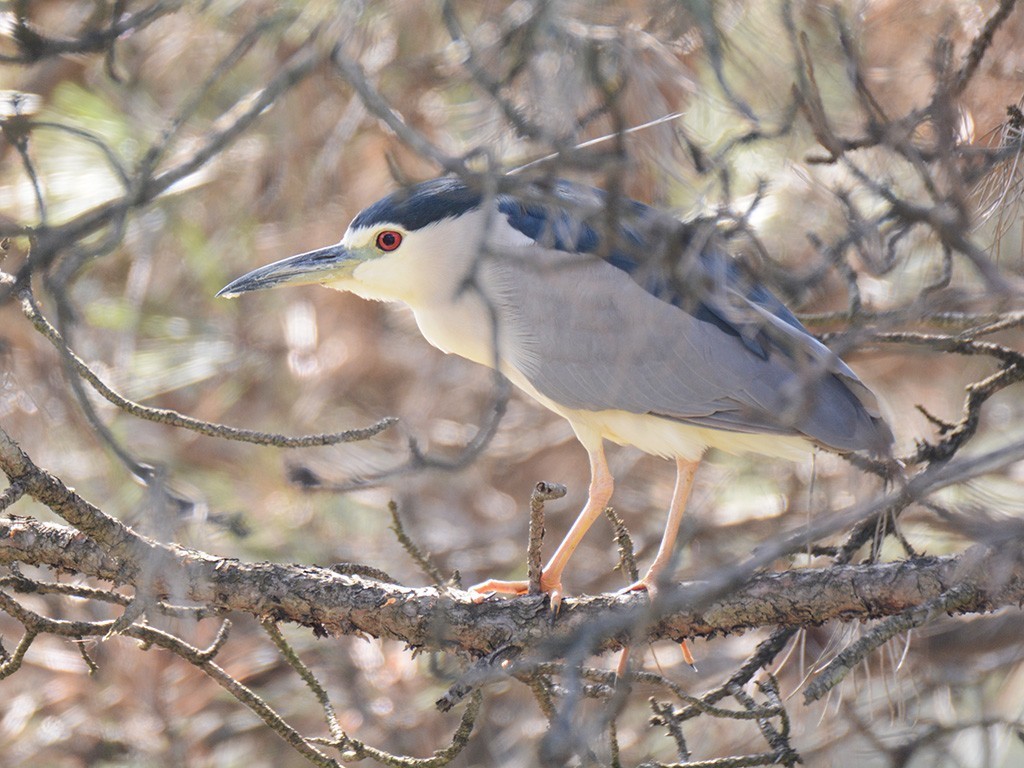 Black-crowned Night-Heron