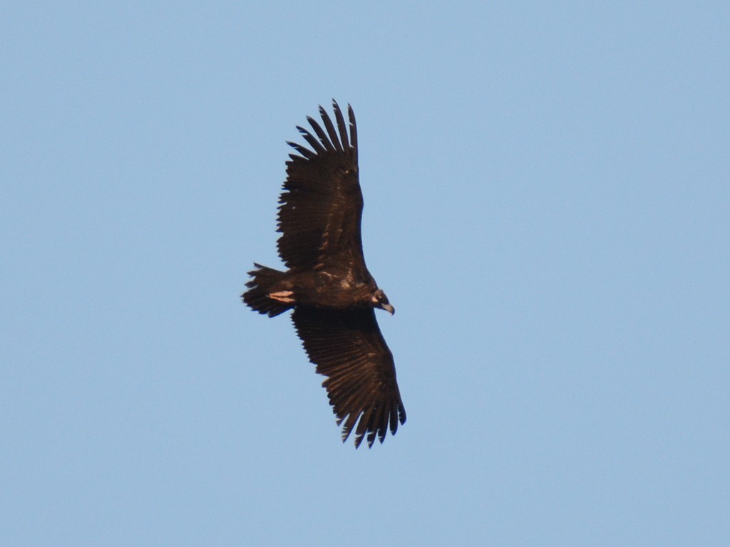 Cinereous Vulture
