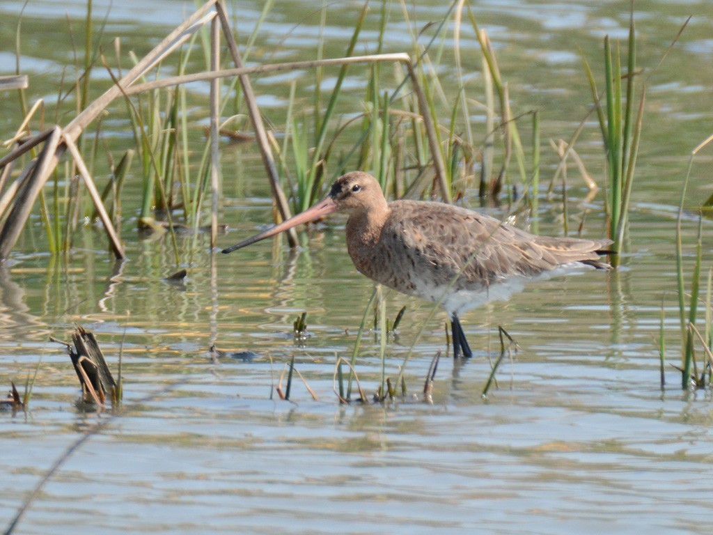 Black-tailed Godwit