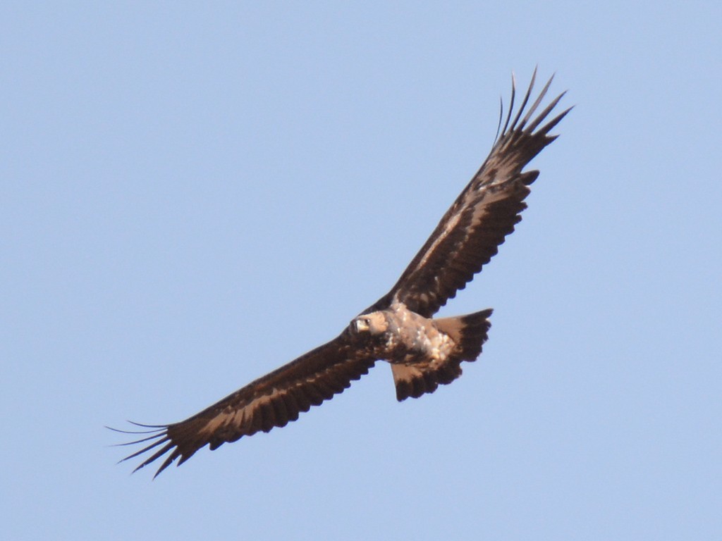 Golden Eagle