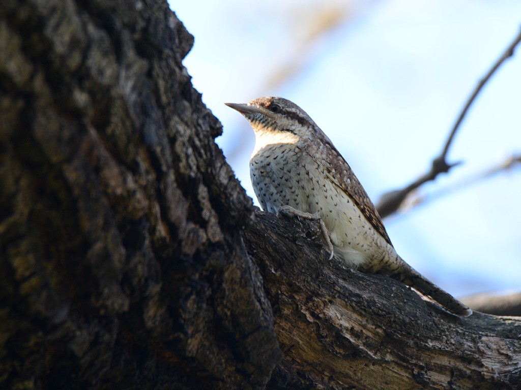 Eurasian Wryneck