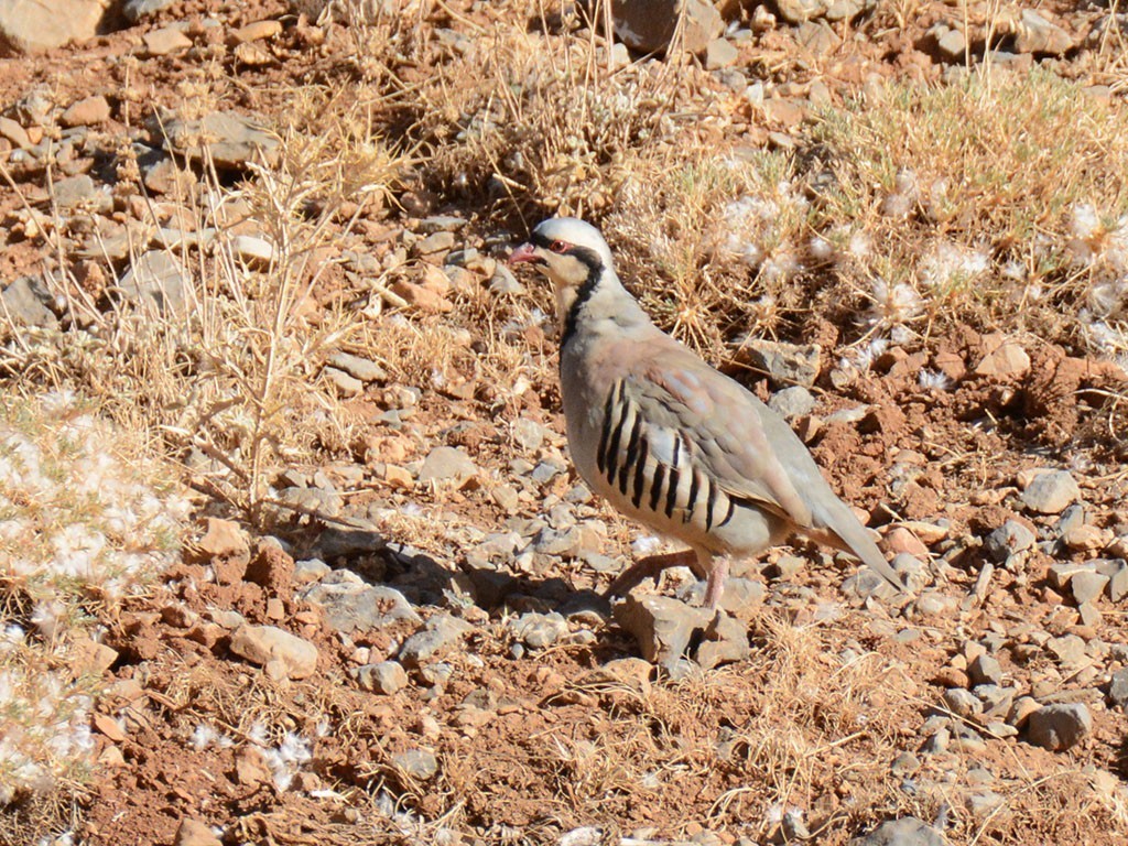 Chukar