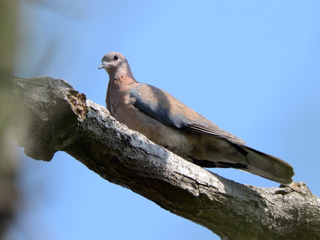 Laughing Dove