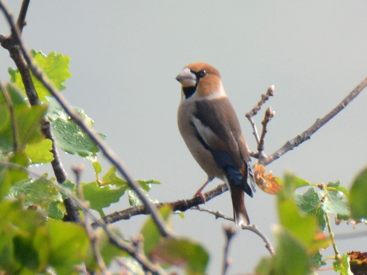 Hawfinch