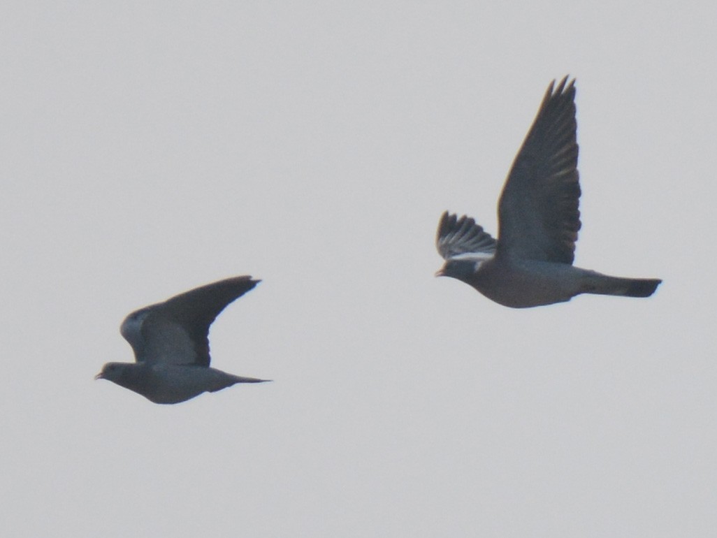 Stock Dove