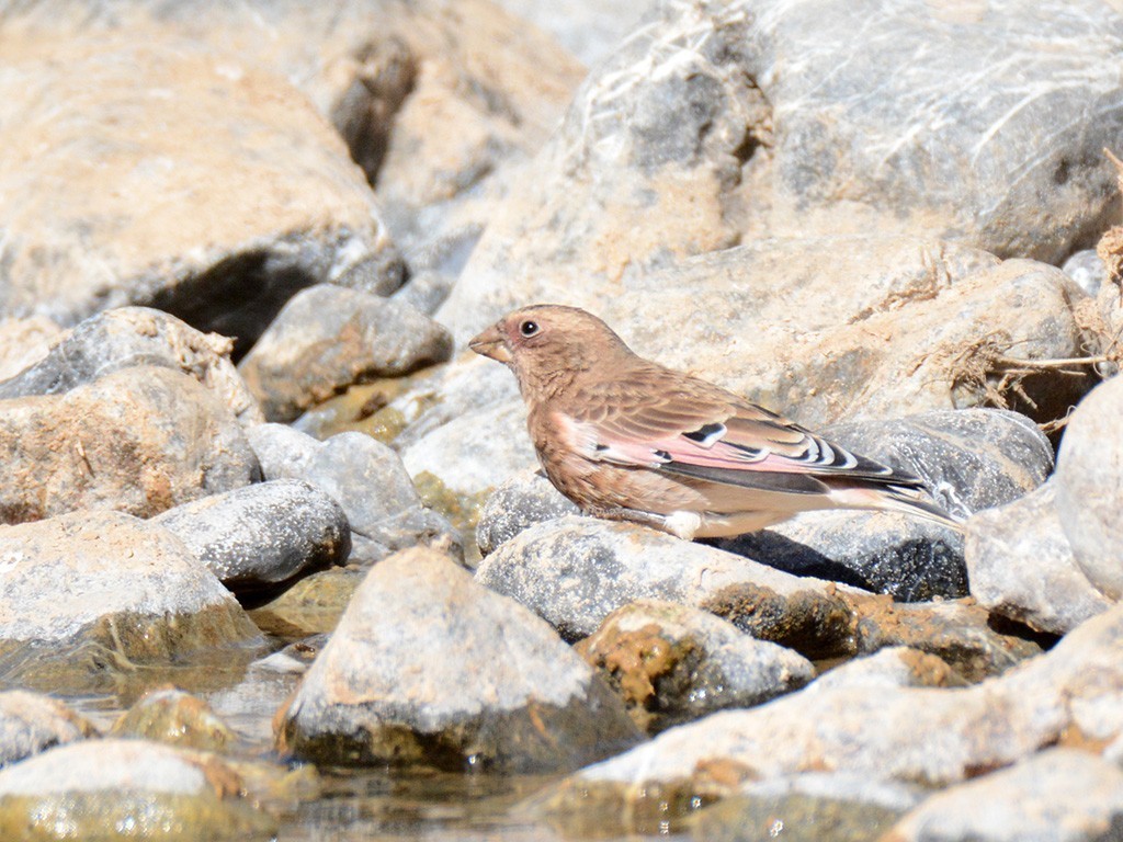 Crimson-winged Finch