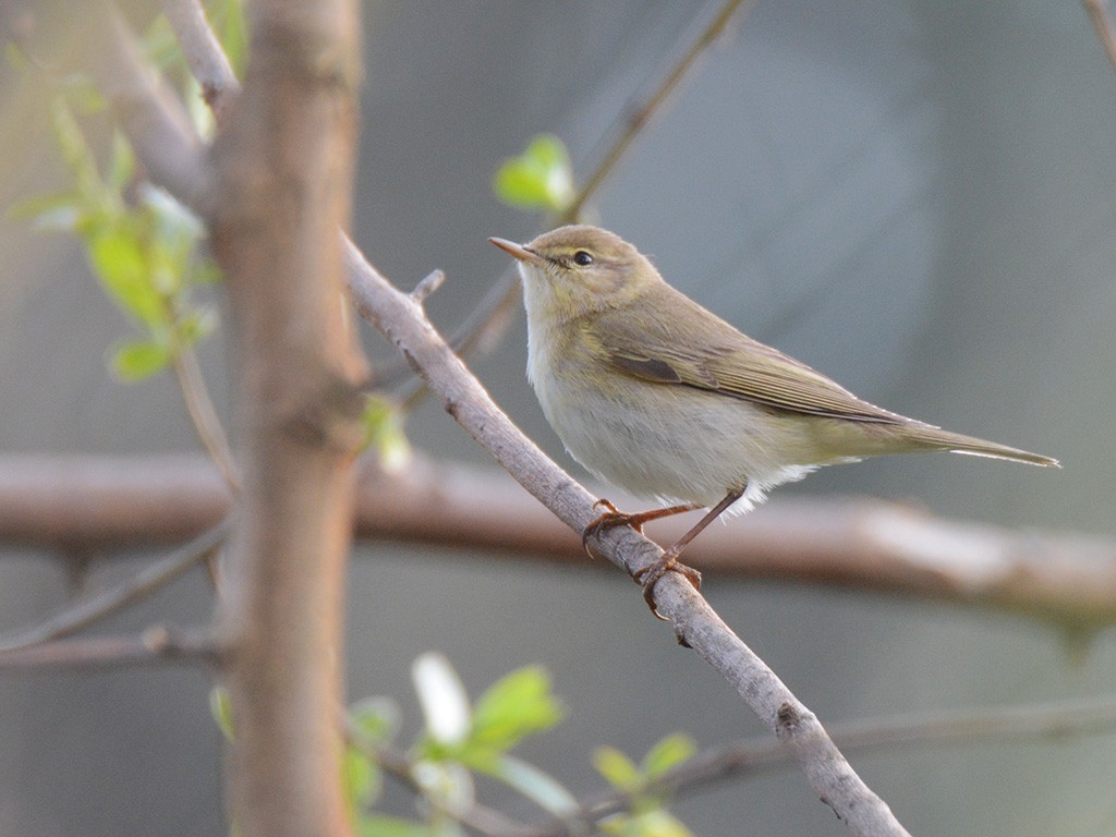 Willow Warbler