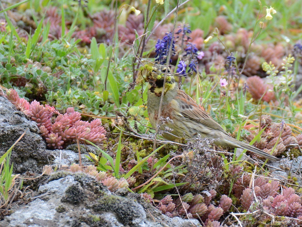 Cirl Bunting