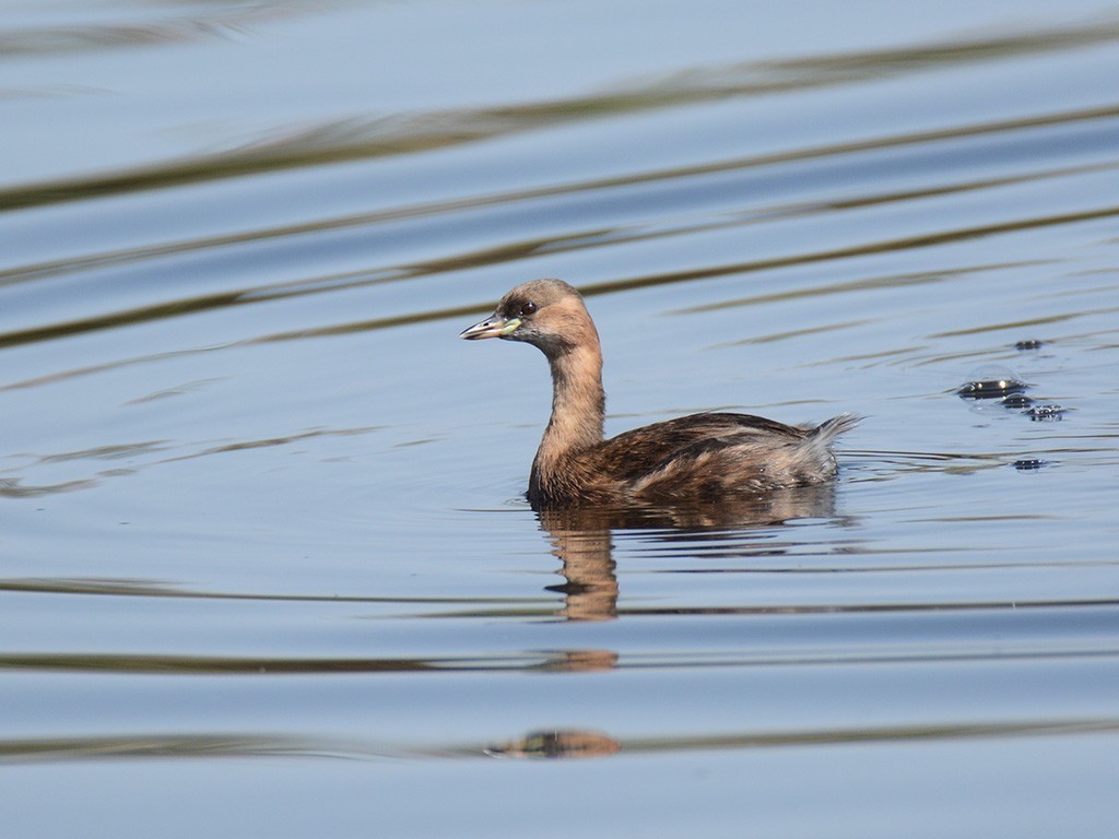 Little Grebe — Ana fotoğraf