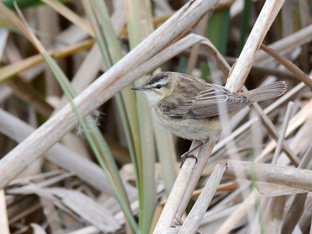 Sedge Warbler