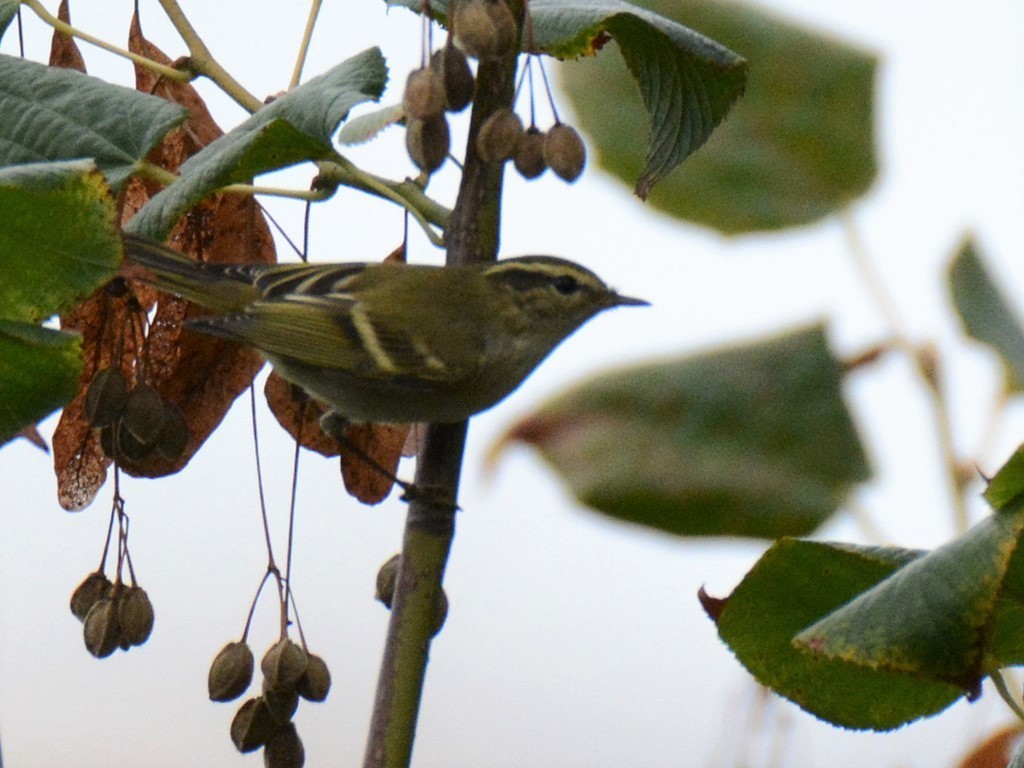 Yellow-browed Warbler