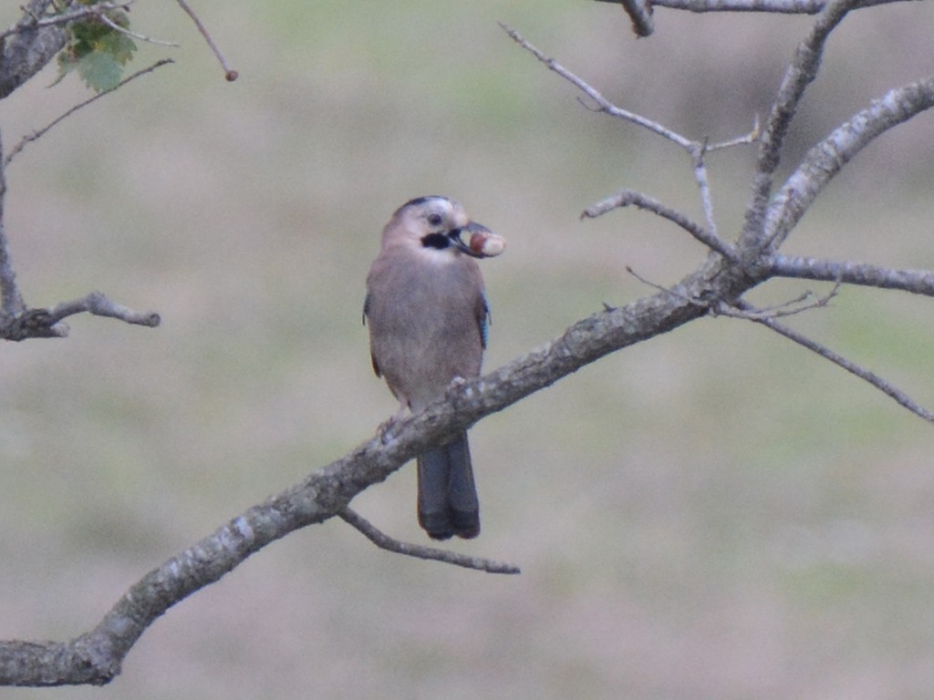 Eurasian Jay
