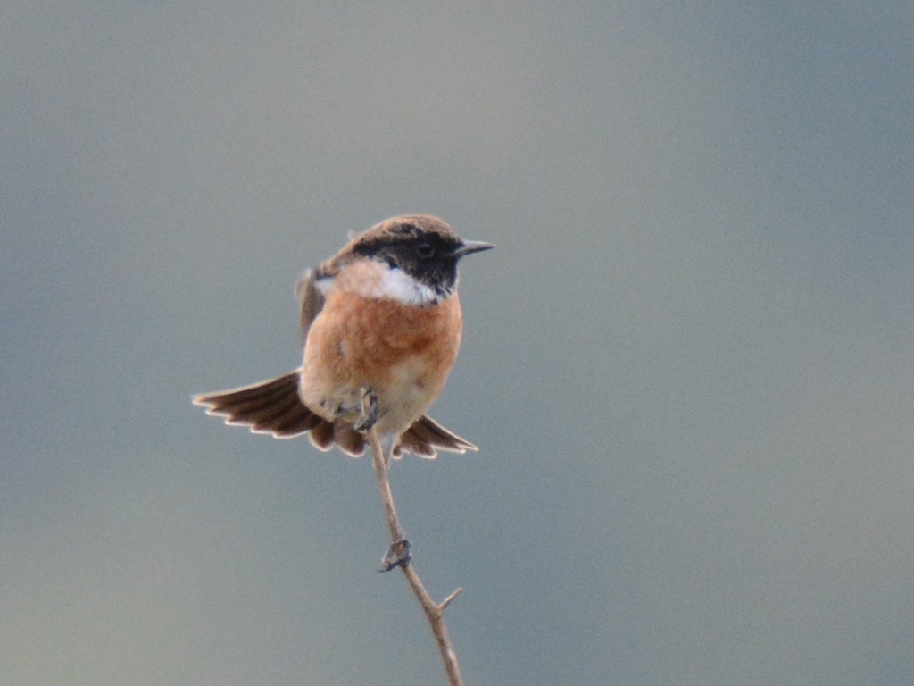 European Stonechat