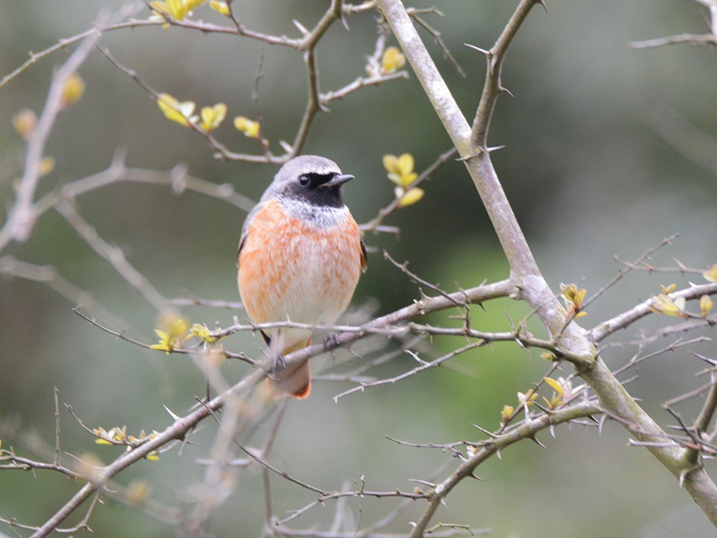 Common Redstart