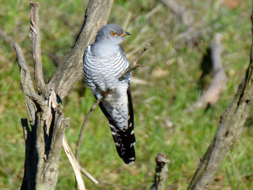 Common Cuckoo