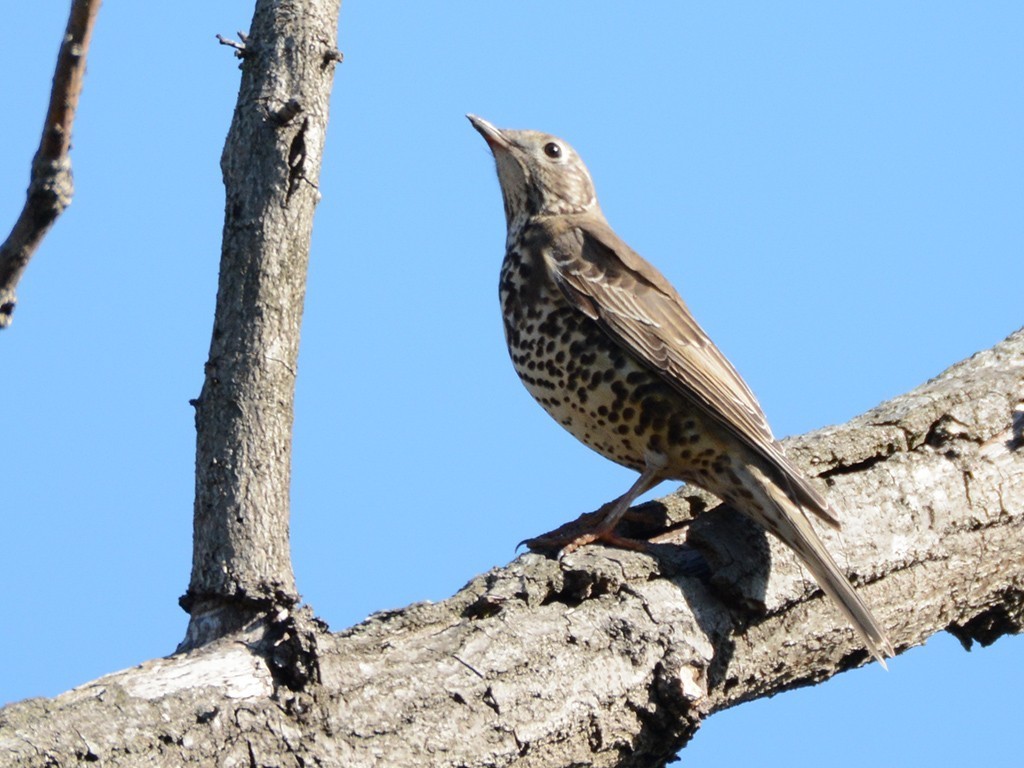 Mistle Thrush