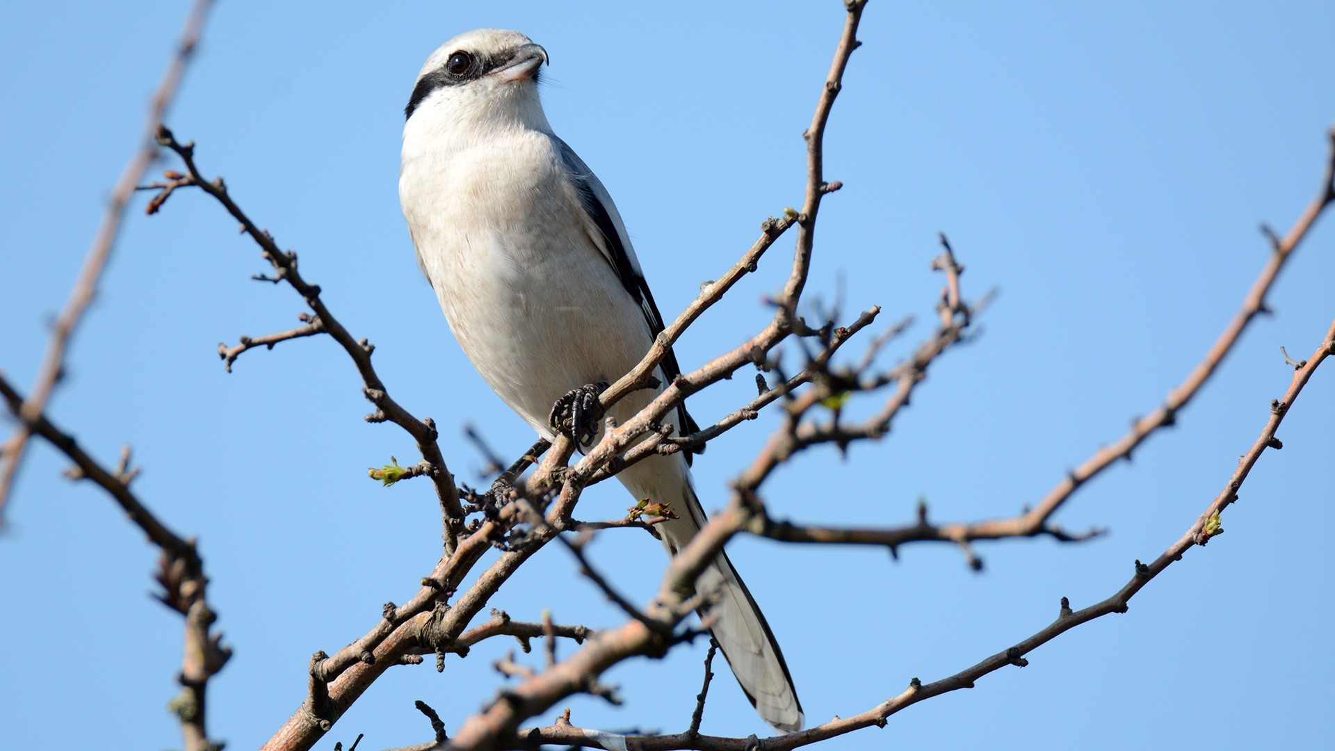 Great Gray Shrike
