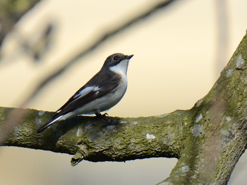 European Pied Flycatcher