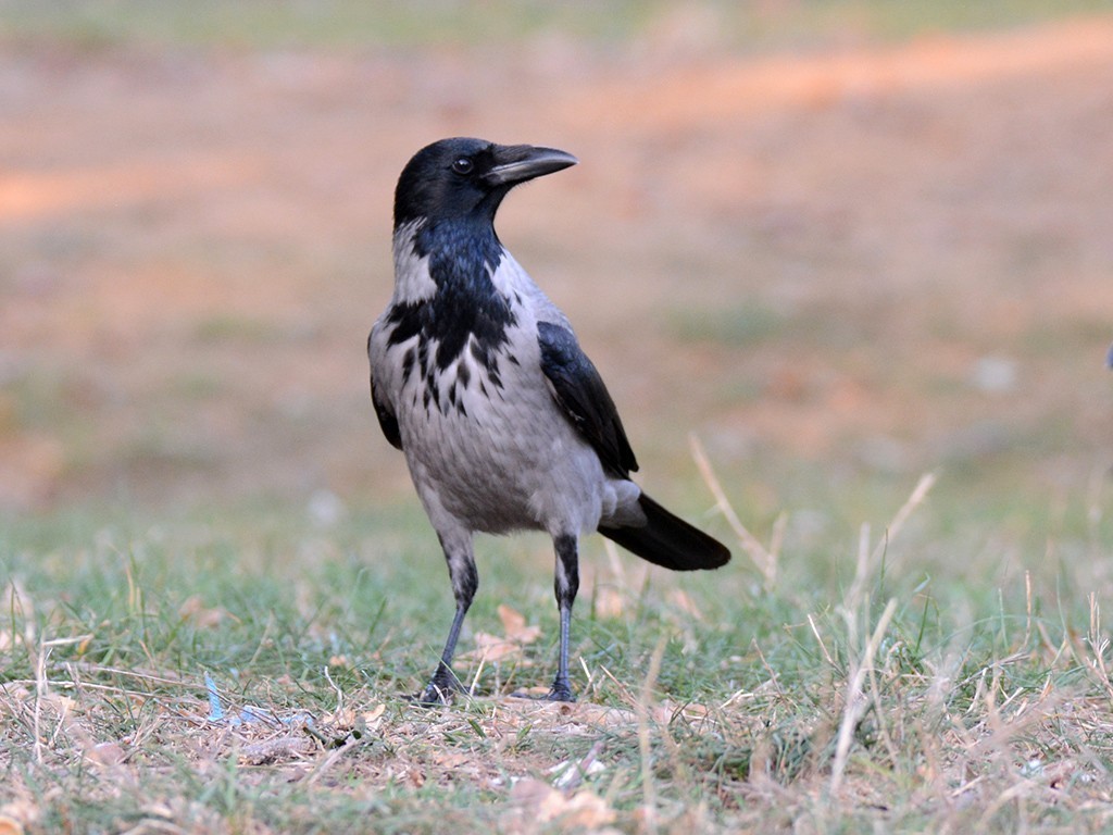 Hooded Crow