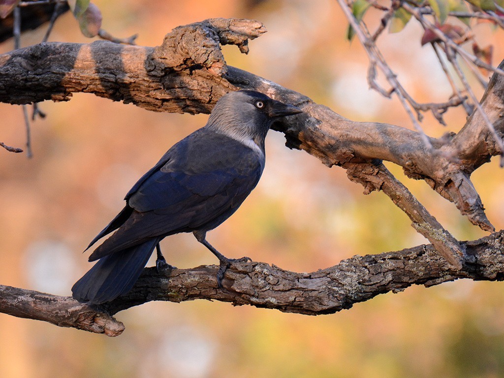 Eurasian Jackdaw