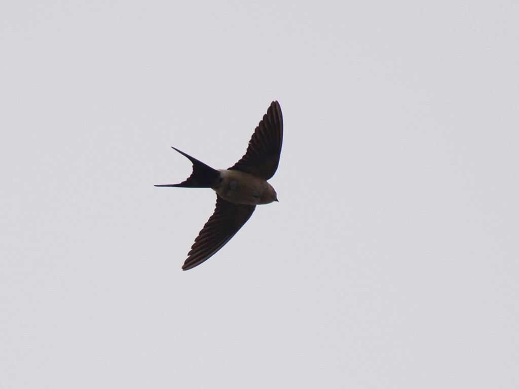Red-rumped Swallow