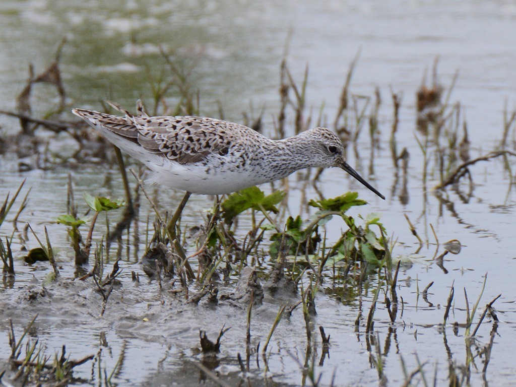 Marsh Sandpiper