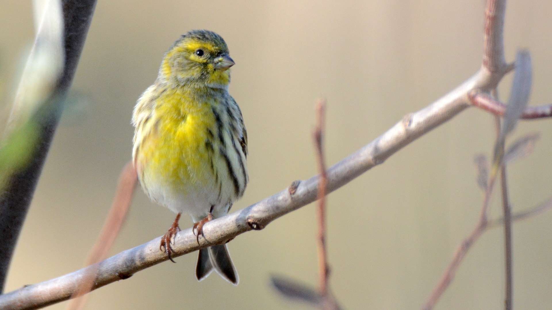 European Serin