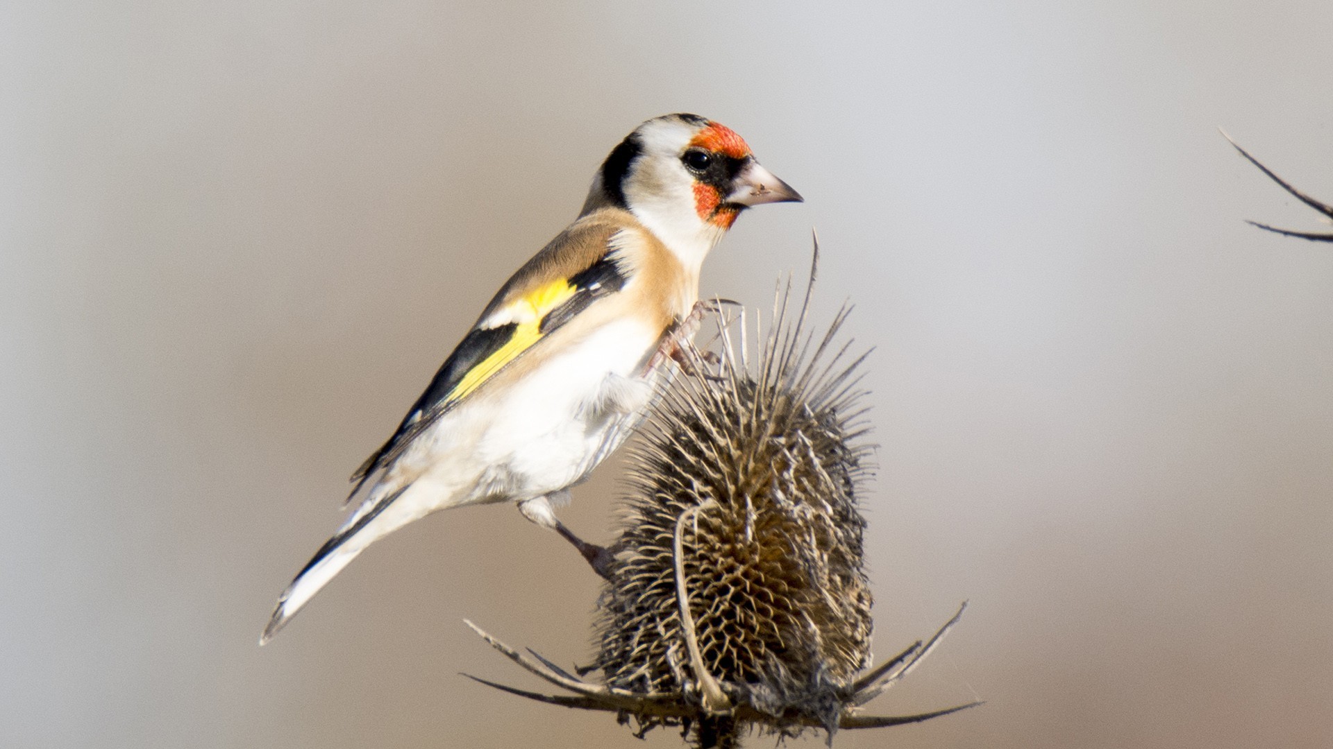European Goldfinch