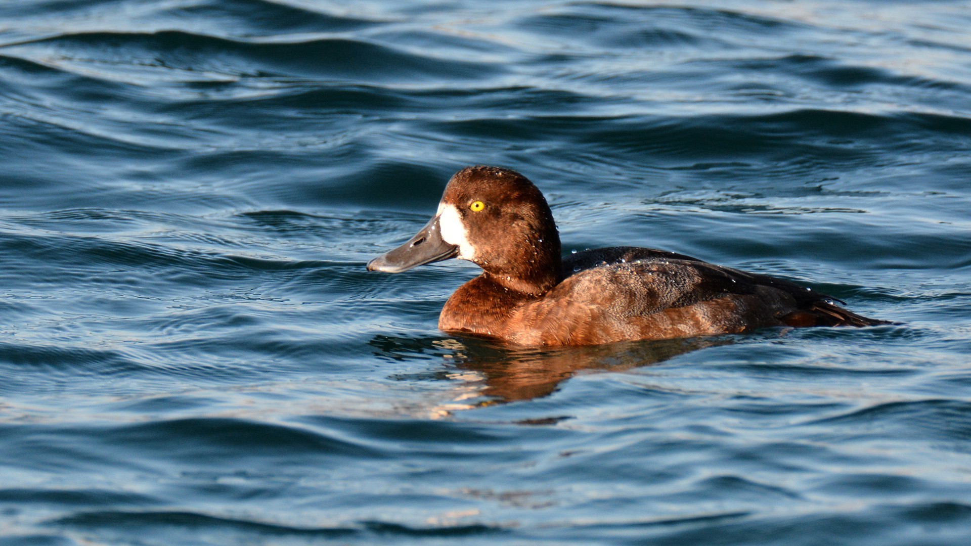 Greater Scaup