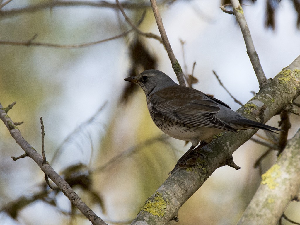 Fieldfare
