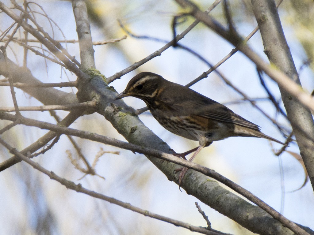 Redwing