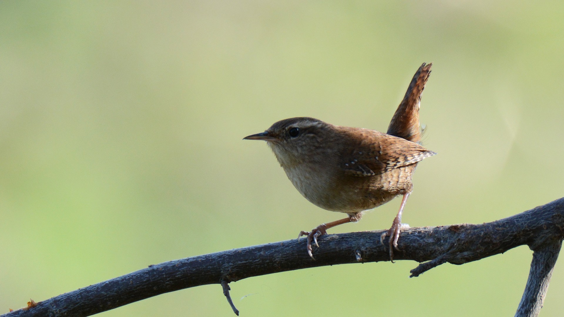 Eurasian Wren