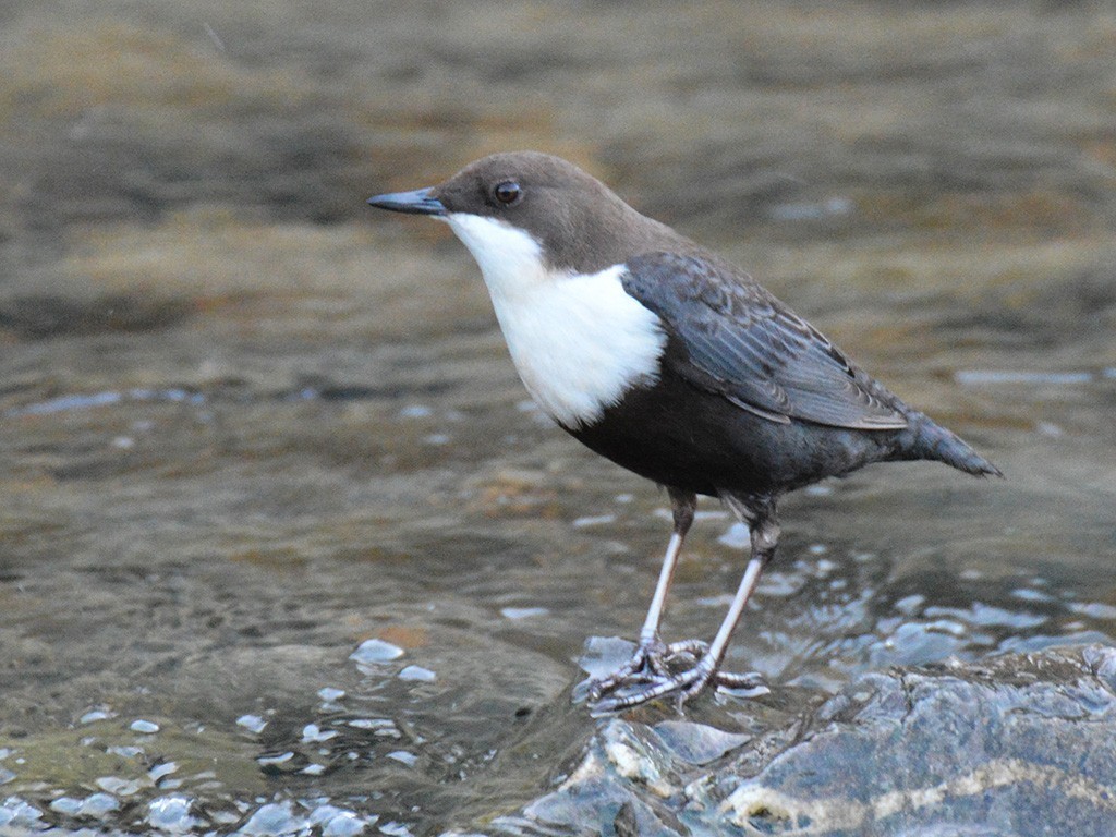 White-throated Dipper — Ana fotoğraf