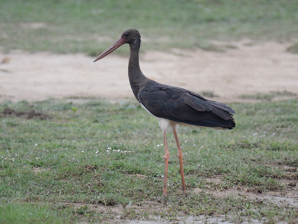 Black Stork