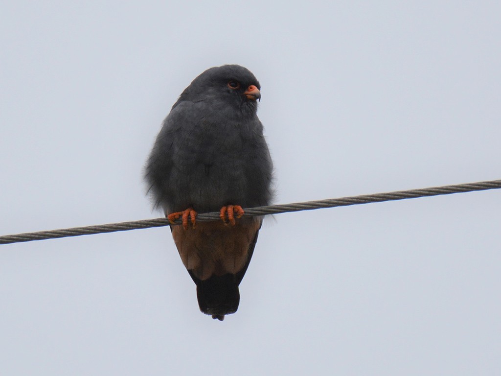 Red-footed Falcon