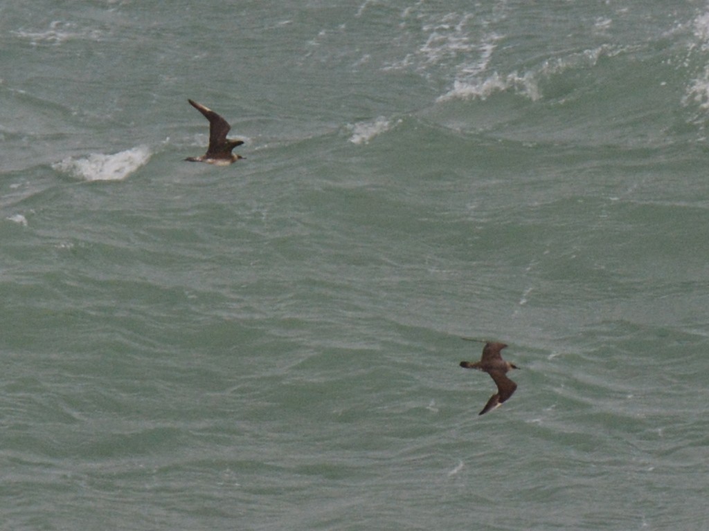 Parasitic Jaeger