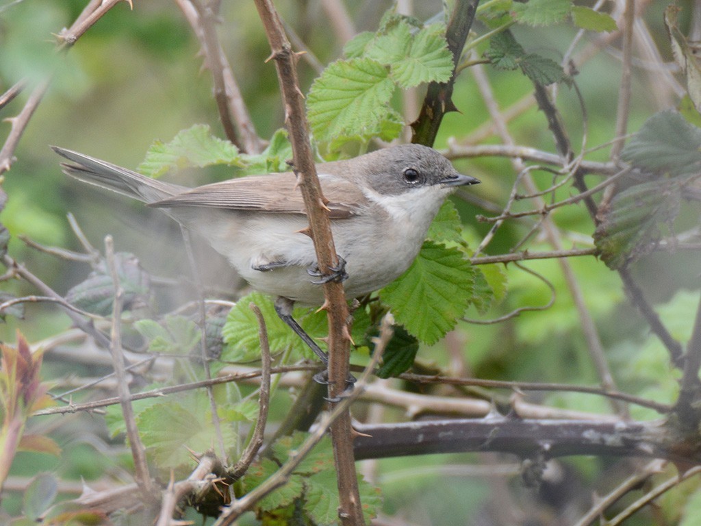 Lesser Whitethroat