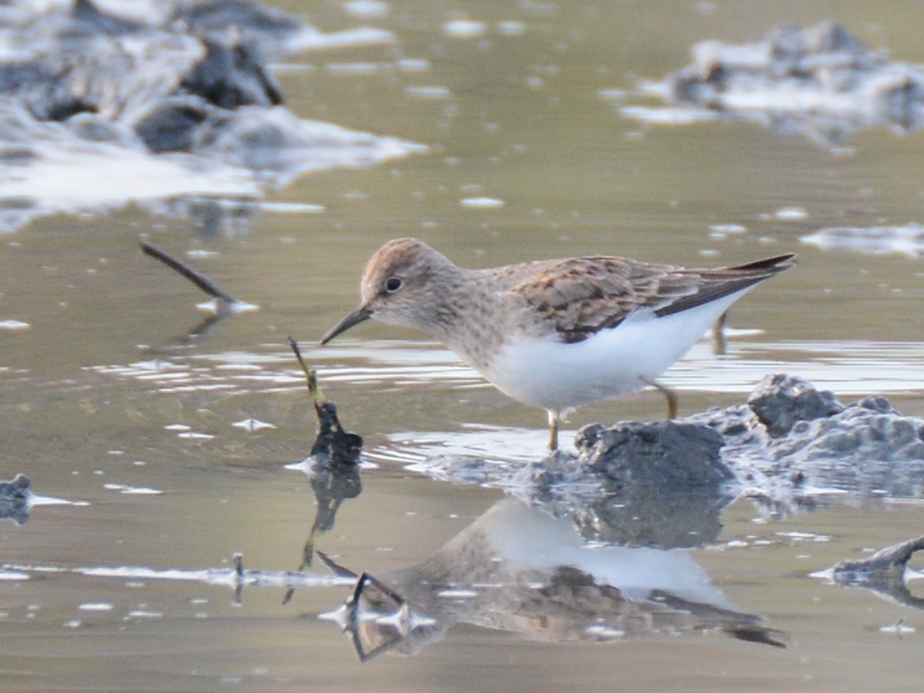 Temminck's Stint