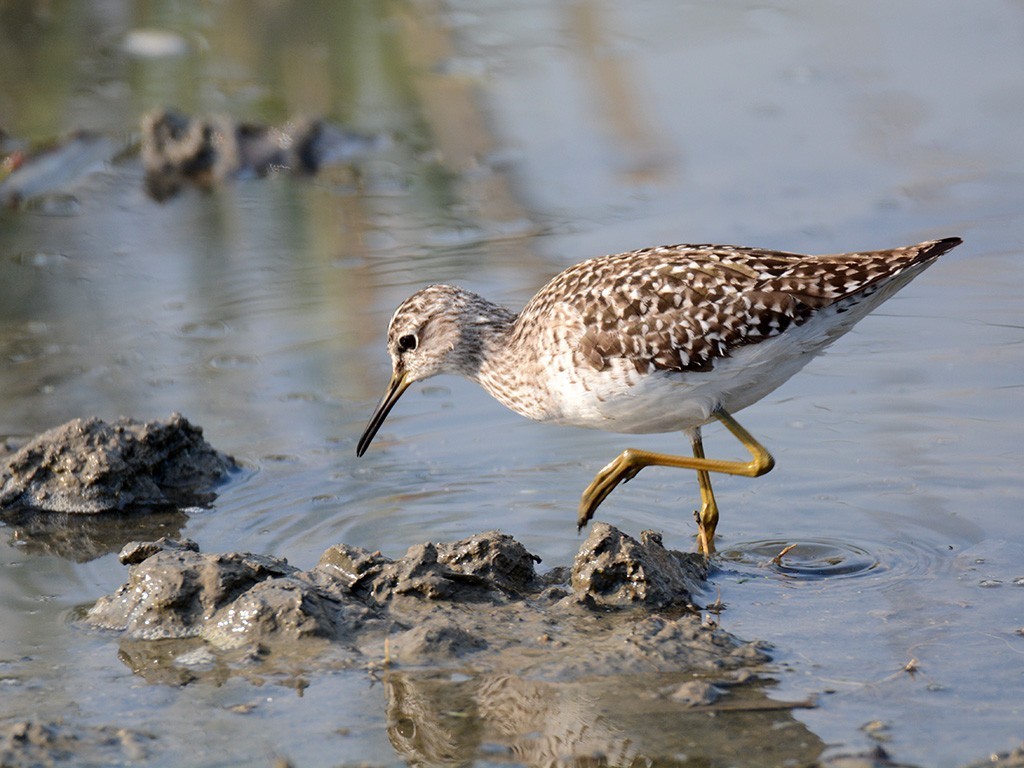 Wood Sandpiper