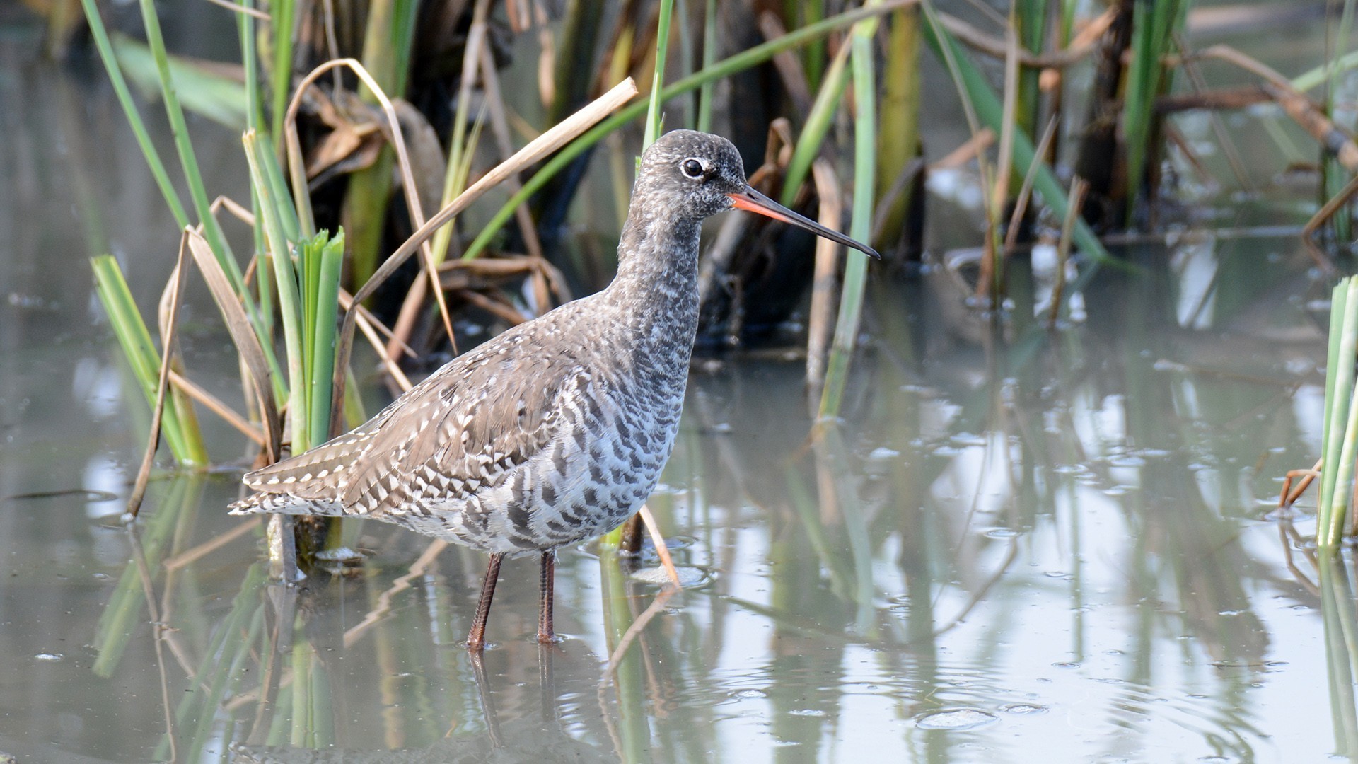 Spotted Redshank