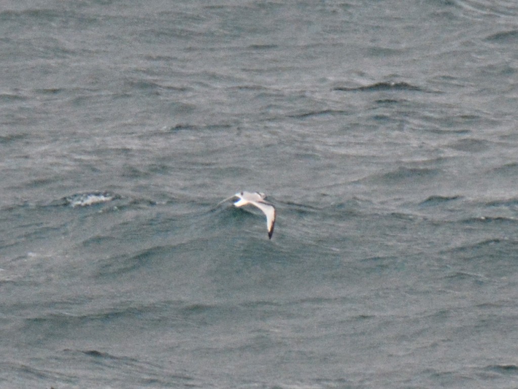 Black-legged Kittiwake