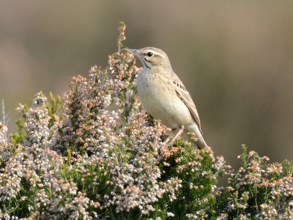 Tawny Pipit