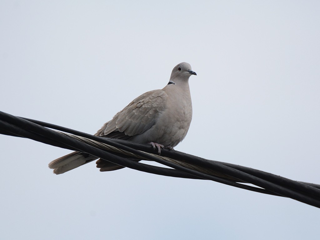 Eurasian Collared-Dove