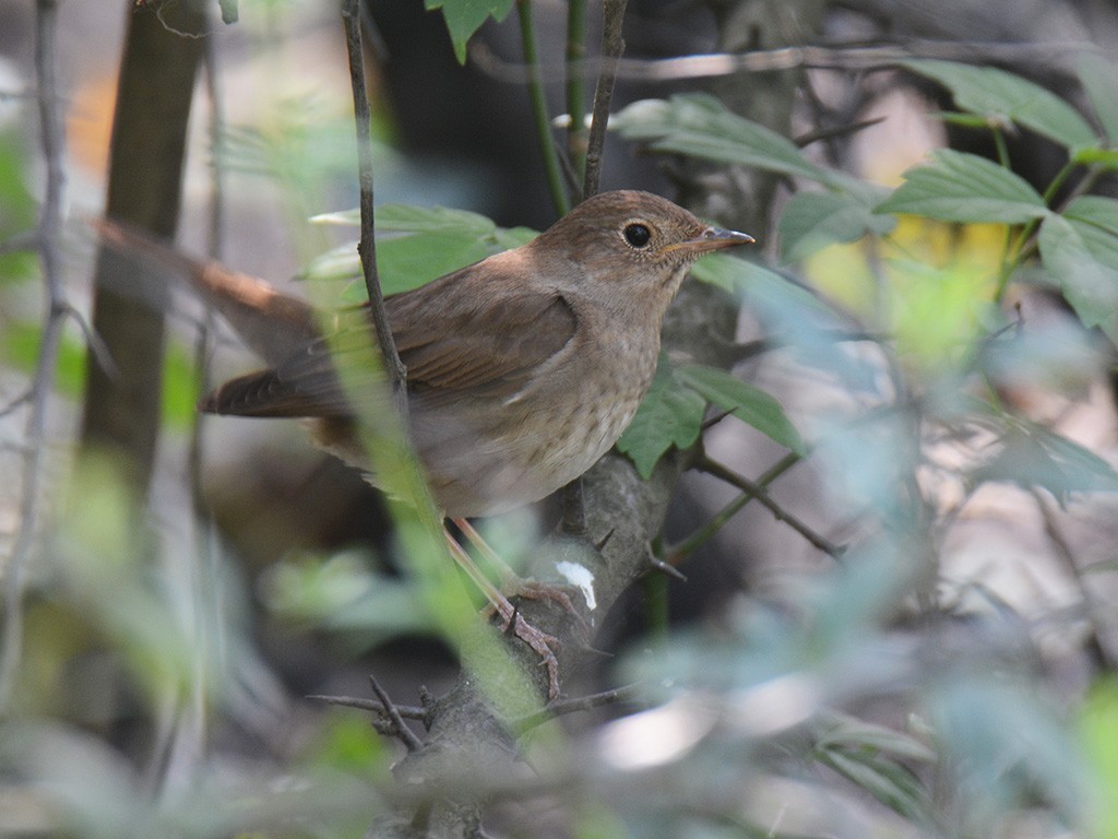Thrush Nightingale