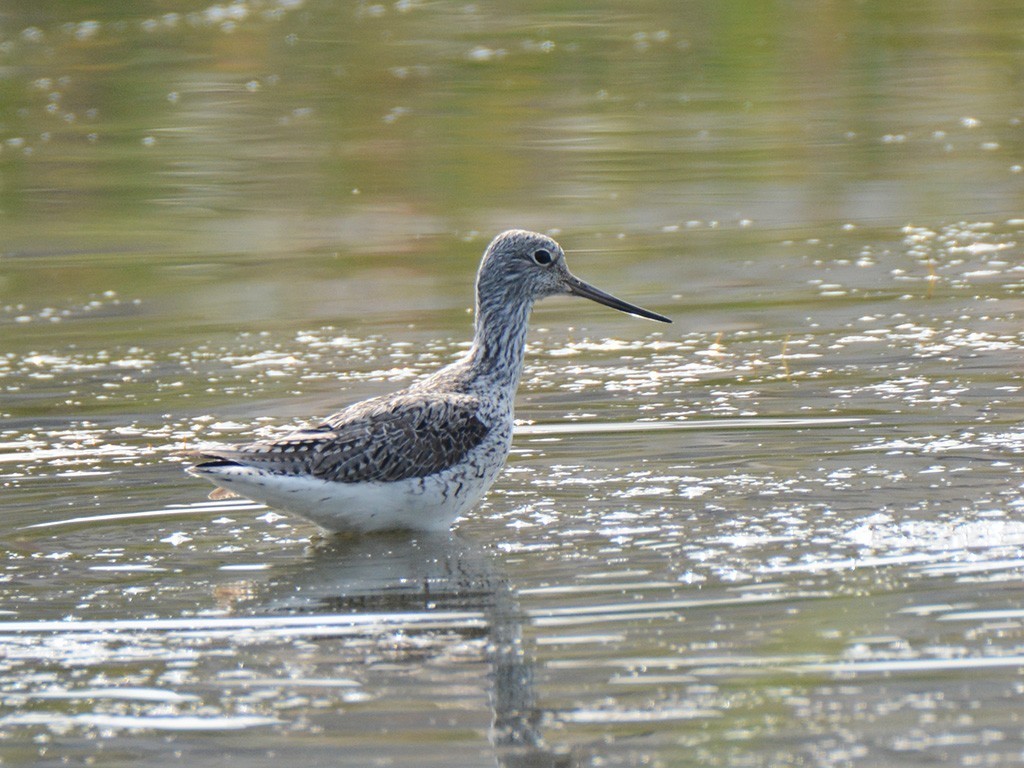 Common Greenshank
