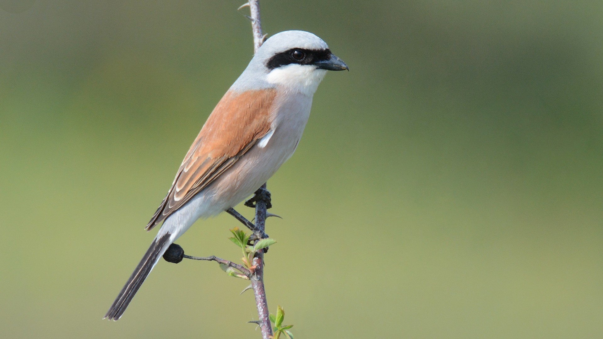 Red-backed Shrike