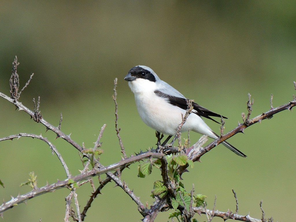Lesser Gray Shrike