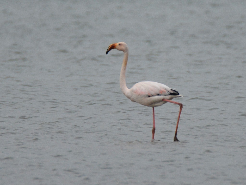 Greater Flamingo