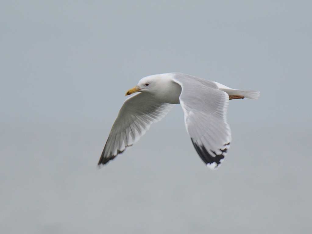 Caspian Gull — Ana fotoğraf