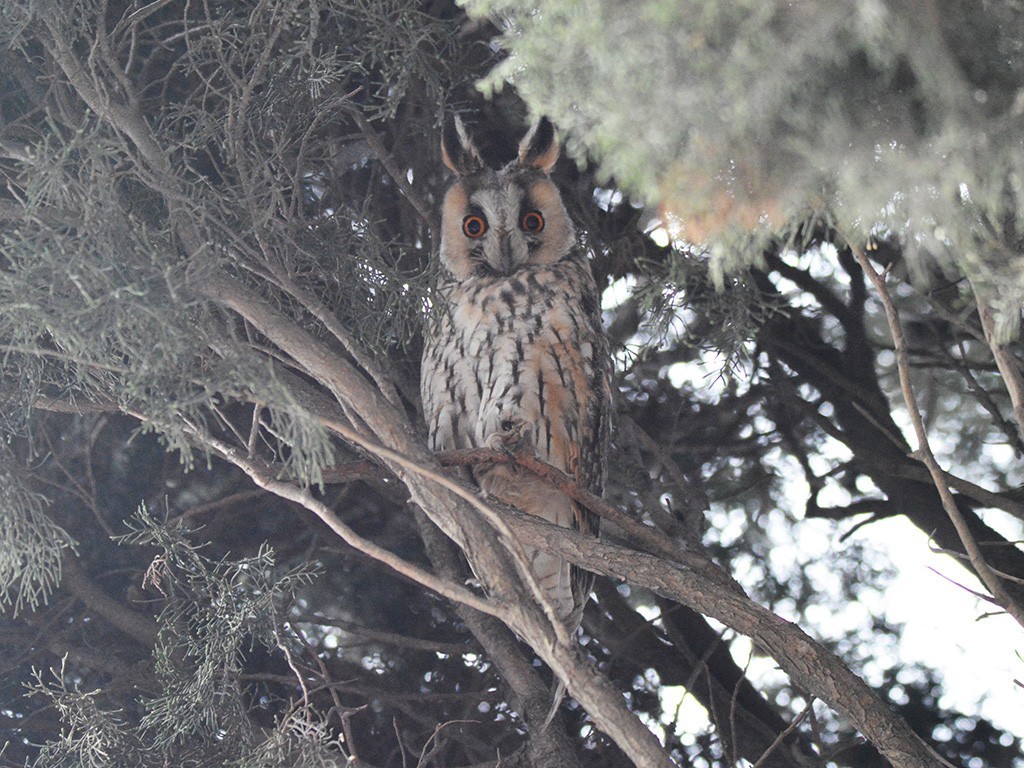 Long-eared Owl